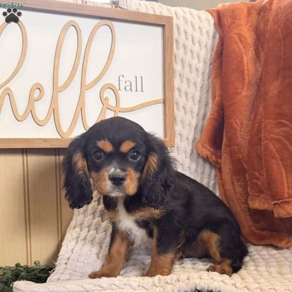 Ace, Cavalier King Charles Spaniel Puppy